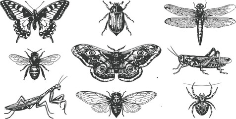 Collection of insects in vintage engraving style during a detailed scientific study for educational purposes © sakib
