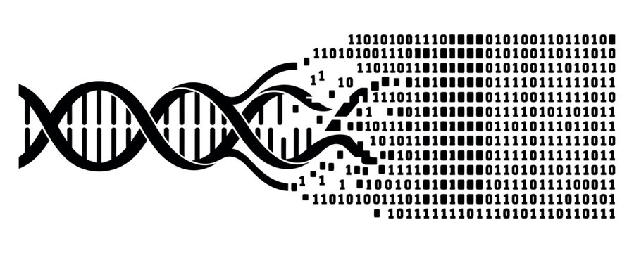 DNA strand transforming into digital binary code during data processing against white background vector silhouette
