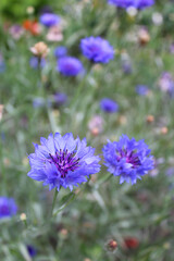 Fototapeta premium purple cornflower flowers in the field