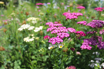 Obraz premium colorful flowers of yarrow herb, natural floral background of wildflowers