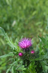 Fototapeta premium pink thistle flower with green leaves on a blurred background