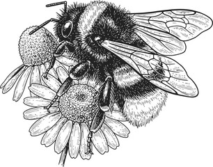 Detailed engraving of a bumblebee collecting nectar from delicate flowers during a sunny day with ample copy space for design © sakib