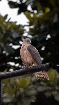 Shikra