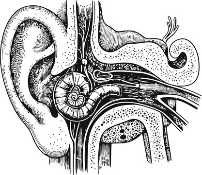 Detailed engraving of the human ear anatomy with cochlea and auditory canal for medical and educational use