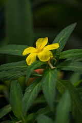 Fototapeta premium Close-up of a beautiful yellow flower with five petals.