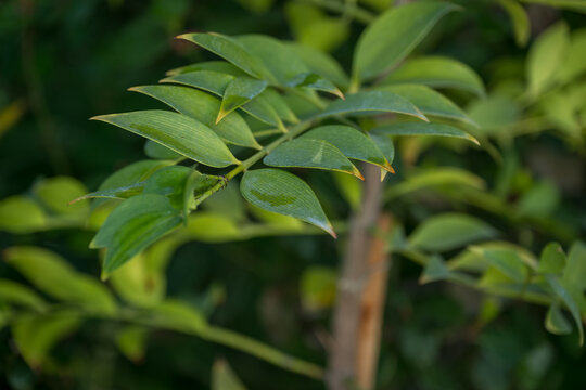 Green leaf of the Nageia nagi tree.