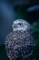 Obraz premium Burrowing Owl Close-Up Portrait Yellow Eye on Blue Background