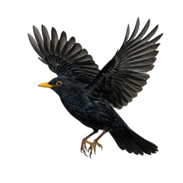 Blackbird flying with wings spread wide in the air
