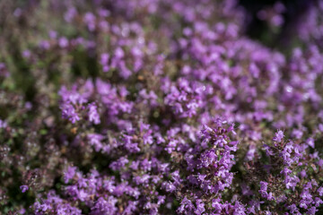 Obraz premium Beautiful tiny flowers of mother-of-thyme.