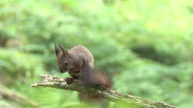 Scoiattolo rosso (Sciurus vulgaris) | Eurasian Red Squirrel Drinking and Eating Hazelnut and Chestnut 4K	