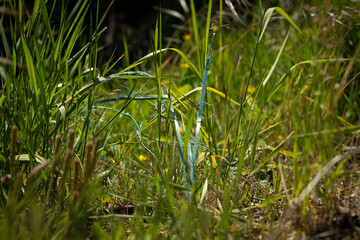 Obraz premium Litter on the ground, environmental pollution awareness. 