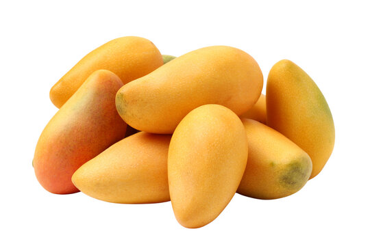 Group of fresh ripe yellow Chaunsa mangoes pile transparent background PNG tropical fruit