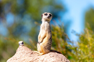 Fototapeta premium A Meerkat standing on a rock while looking at things around them in the outdoors on a sunny day at a wildlife park in western Sydney in New South Wales, Australia