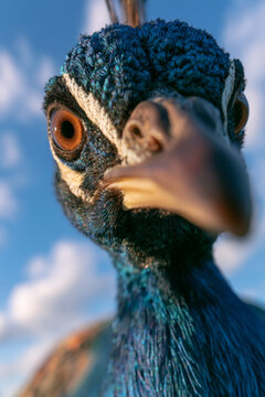 Close-up peacock portrait with vibrant blue feathers