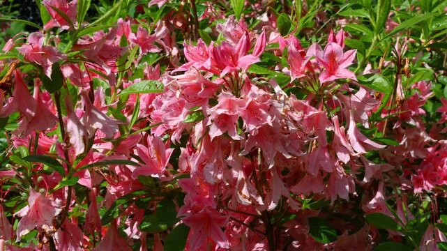 Rhododendron flowers with strong wind‑driven movement in dense shrub vegetation