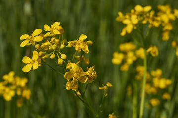 Obraz premium Barbarea vulgaris (lat. Barbarea vulgaris) is blooming in the meadow. Inflorescence Barbarea vulgaris.