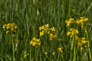 Obraz premium Barbarea vulgaris (lat. Barbarea vulgaris) is blooming in the meadow. Inflorescence Barbarea vulgaris.
