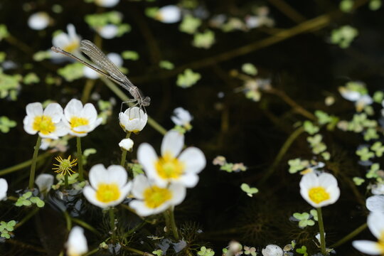 Pond water-crowfoot in the river Oril