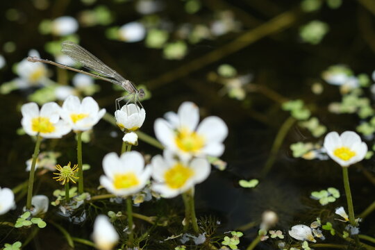 Pond water-crowfoot in the river Oril