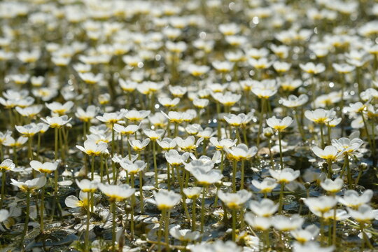 Pond water-crowfoot in the river Oril