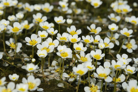 Pond water-crowfoot in the river Oril