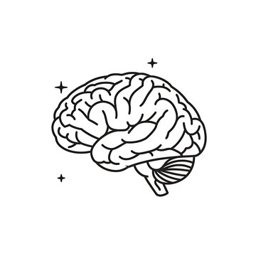 Detailed line drawing of human brain with plus signs.