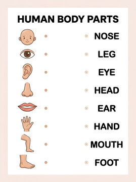 Human body parts matching activity worksheet for preschool children featuring colorful and vocabulary word list