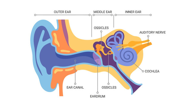 The human ear anatomy diagram shows a detailed medical illustration of the inner ear structure with a circular layout.