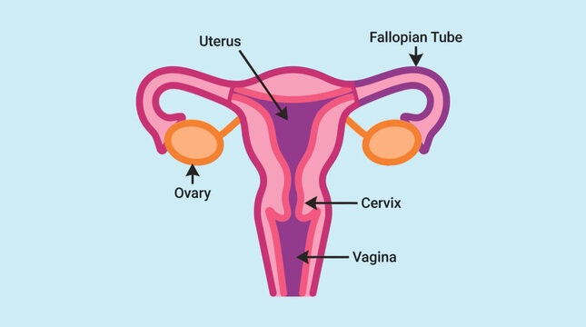 A detailed illustration of the female reproductive system showing a clear structure of the uterus, fallopian tubes, ovaries, cervix, and vagina.