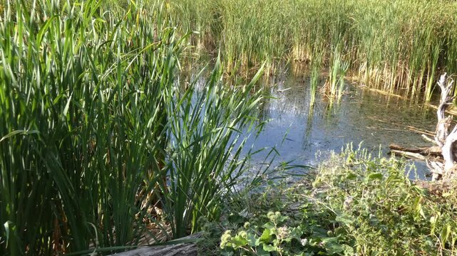 Swamp lake surrounded by dense green cattail reed thickets on shore. Sunlight, wide shot, vibrant atmosphere. Environmental Awareness and Harmony. Protection of fragile wetland ecosystems.