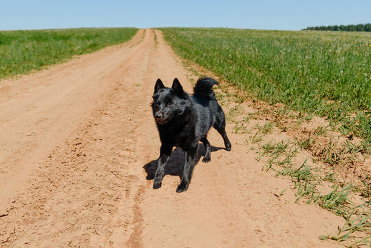 black schipperke dog running on country road near field with green grass in sunny summer day, dogwalking concept