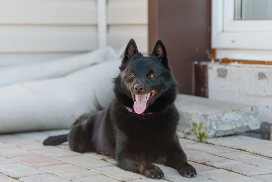 black schipperke dog lying and resting near house in sunny summer day, dogwalking concept