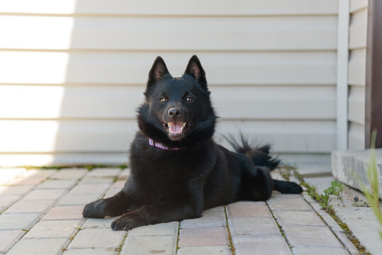 black schipperke dog lying and resting near house in sunny summer day, dogwalking concept