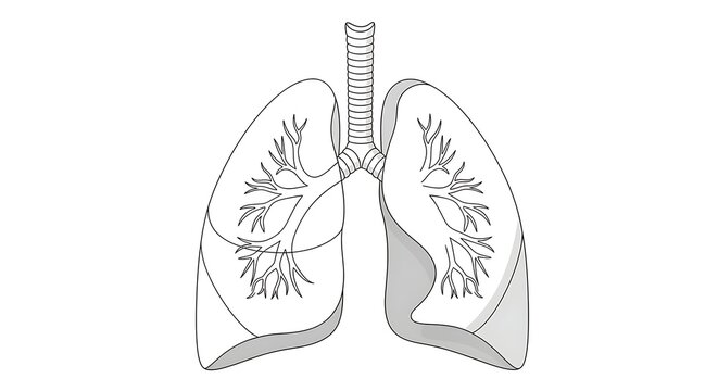 Black and white illustration of human lungs with bronchial tree.