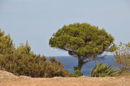 Baum an der K&uuml;ste von Punta Prima auf Menorca