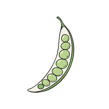 Hand drawn illustration of a single open pea pod revealing seven green peas