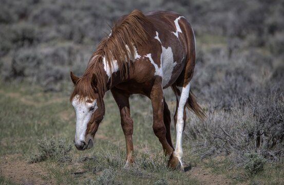 Stormchaser - Brown and White Pinto Paint Mustang Wild Horse of the Sand Wash Basin in Maybell, Colorado 