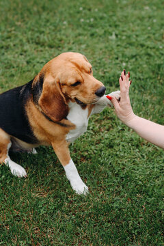 young cute black red and white beagle dog sits on green lawn outdoors in sunny summer day, giving paw to owner, scent hound, foxhound, hunting dog, dogwalking concept