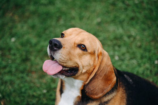young cute black red and white beagle dog sitting on green lawn outdoors in sunny summer day, scent hound, foxhound, hunting dog, dogwalking concept