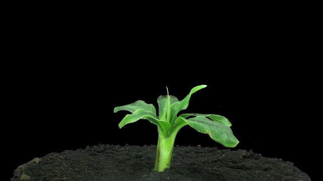 Time lapse of growing banana in a pot isolated on black background