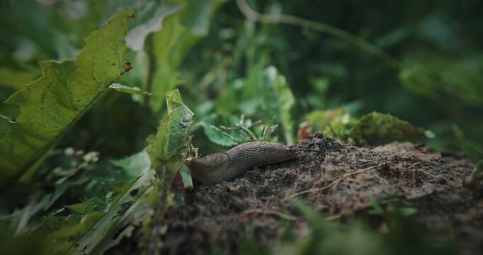 Deroceras agreste is a species of air-breathing land slug in the family Agriolimacidae.