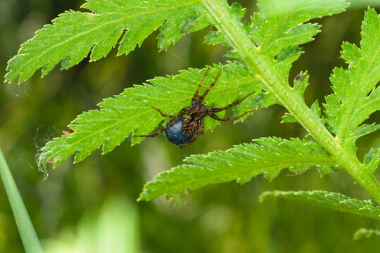 A female wolf spider with a blue cocoon on a plant leaf