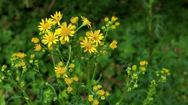 Yellow meadow flowers sunlight