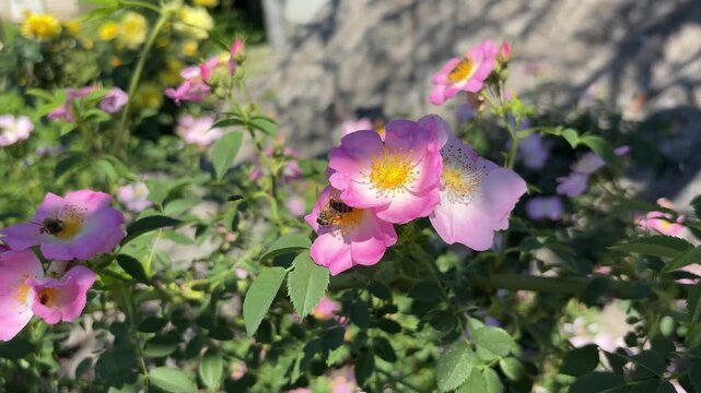 Honey bee collecting pollen on pink wild rose flowers in sunny summer garden