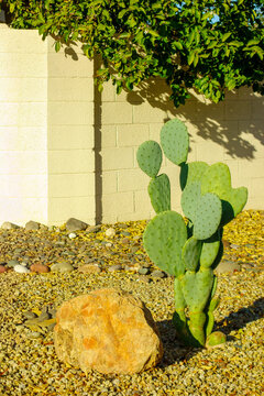 Young Prickly Pear cactus or spineless Opuntia ficus-indica during early spring in desert style xeriscaping in Phoenix, Arizona