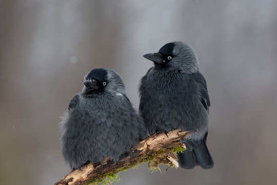 Winter Companions