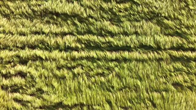 Aerial Top View of Wind Flattened Grass Field Creating Natural Agricultural Texture