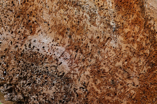 Detailed macro texture of woodboring insect tunnels and larval galleries etched into a decaying tree trunk. Intricate organic patterns created by bark beetles in dead forest timber.
