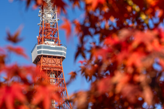 Tokyo Tower with red maple leaves in autumn season, seen from Shiba Park on December 12, 2025 in Tokyo, Japan