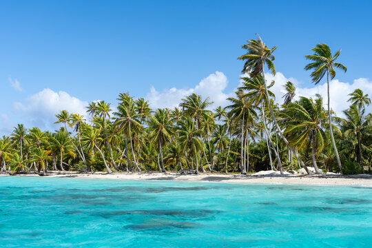 Palm trees on the beach, Fakarava Atoll, French Polynesia